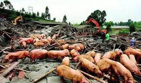 国家对猪场关停有政策,大规模拆猪场的省份