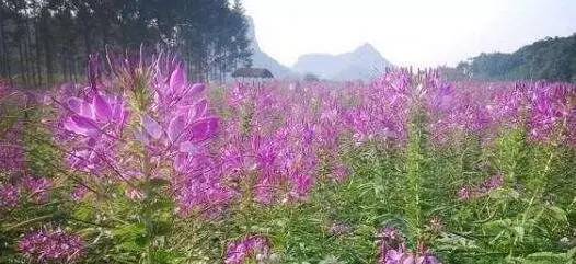 柳州周边好玩的农庄推荐,柳州周边农庄