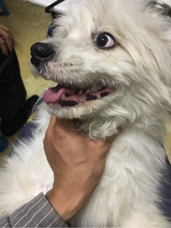 养了假的萨摩耶,怎么挑选萨摩耶不会被骗