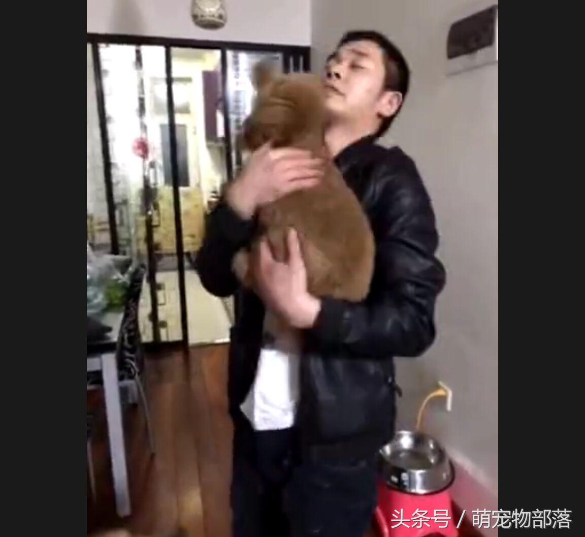 主人回来家里是大金毛瞬间变成柔弱小狗，这可让真正小狗气坏了