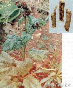 常用中草药原色图谱,中草药彩色图谱书籍