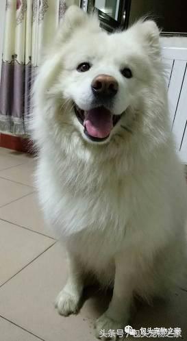 包头市认领狗狗,包头狗狗救助