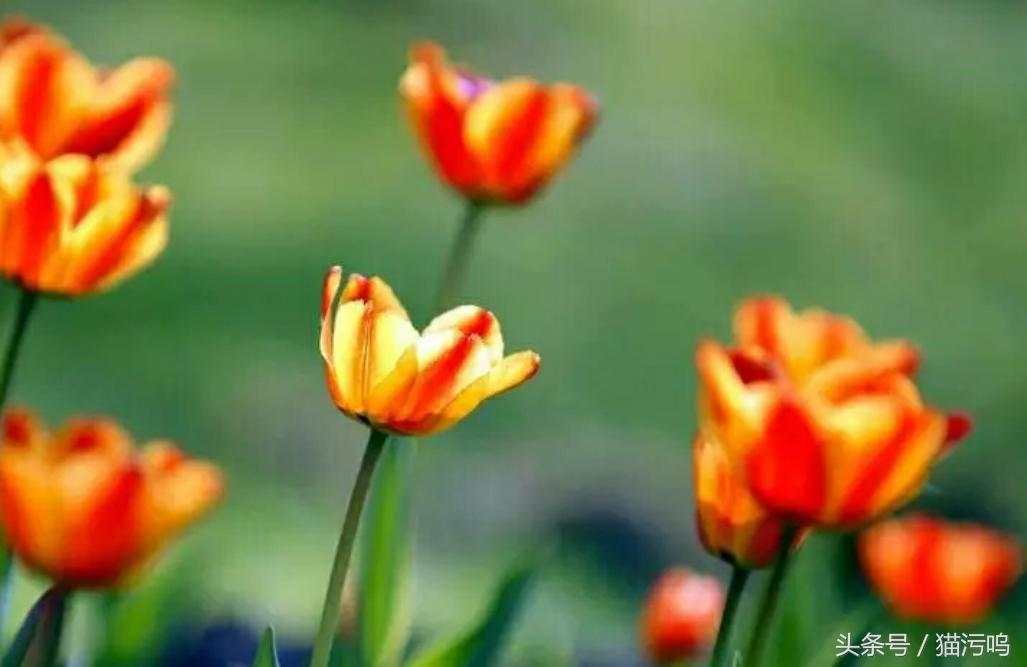 花的海洋让人心情愉悦,花的海洋真实图片大全