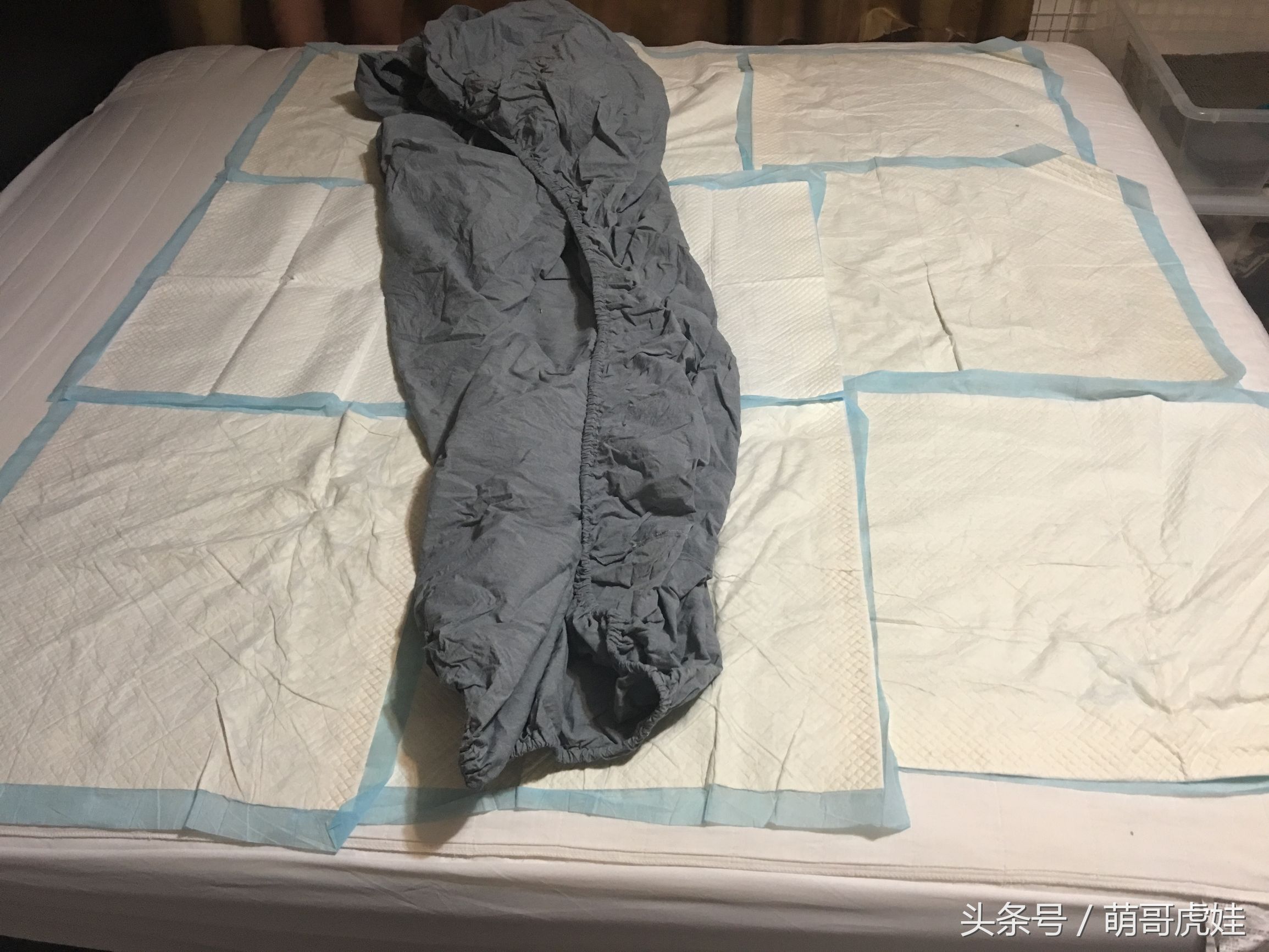 大家都是怎么防止猫尿床的,家有恶猫尿床