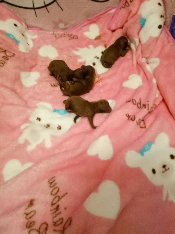 泰迪狗狗超过预产期还没生怎么办,怀孕的泰迪40天没有肚子