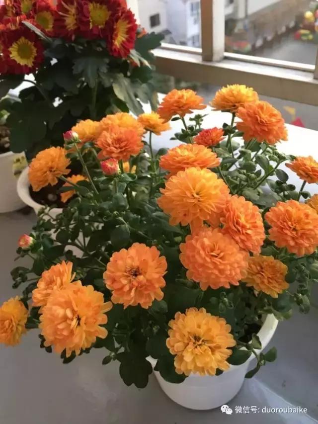 日本最好的多肉大棚,走进日本北海道