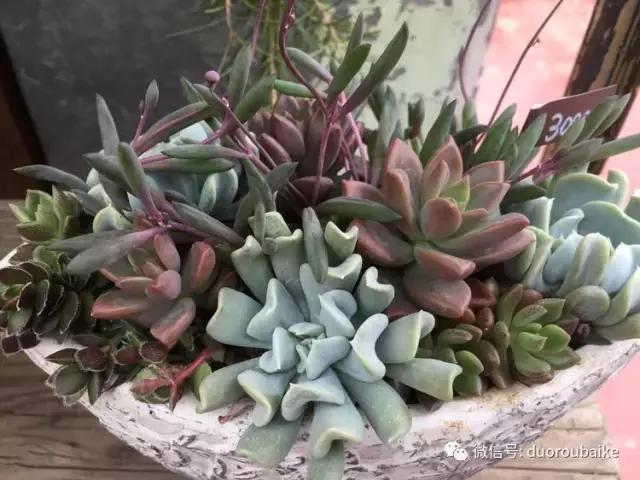 日本最好的多肉大棚,走进日本北海道