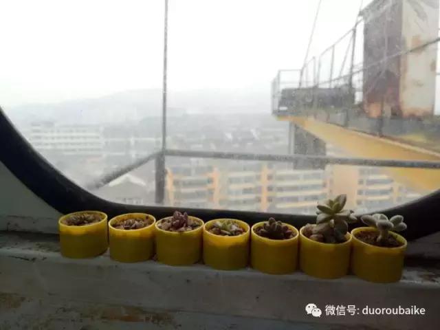 爱上多肉爱上生活,爱上多肉深似海