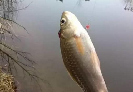 钓鱼总是有小鱼闹窝怎么解决,上层小鱼闹窝解决办法