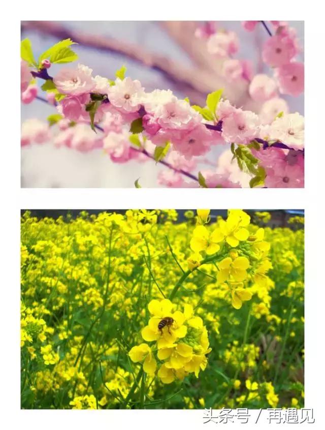 樱花季攻略,樱花季攻略赤丸