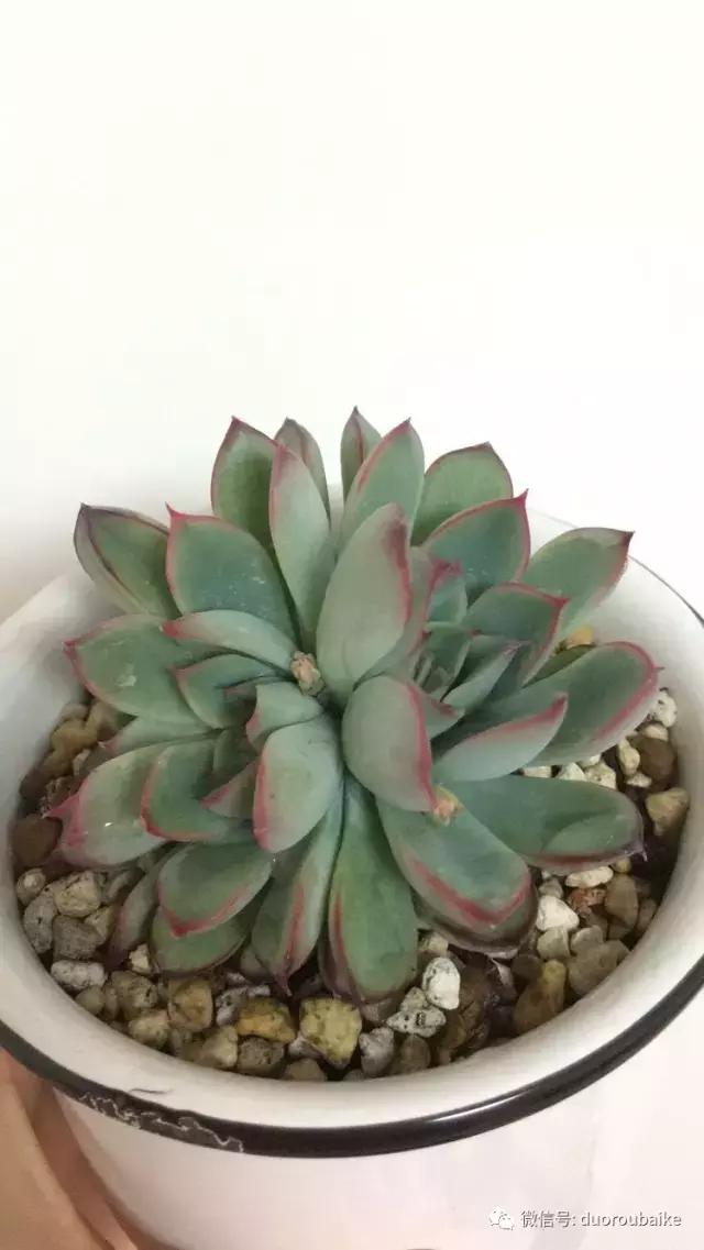 日本最好的多肉大棚,走进日本北海道