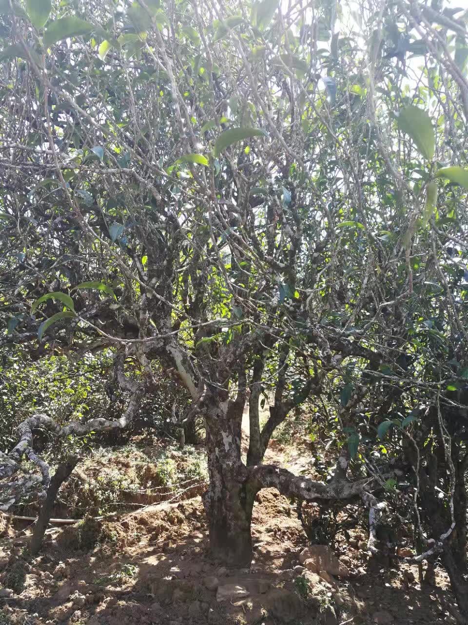 普洱茶冰岛有什么特点和口感,喝真正的冰岛普洱