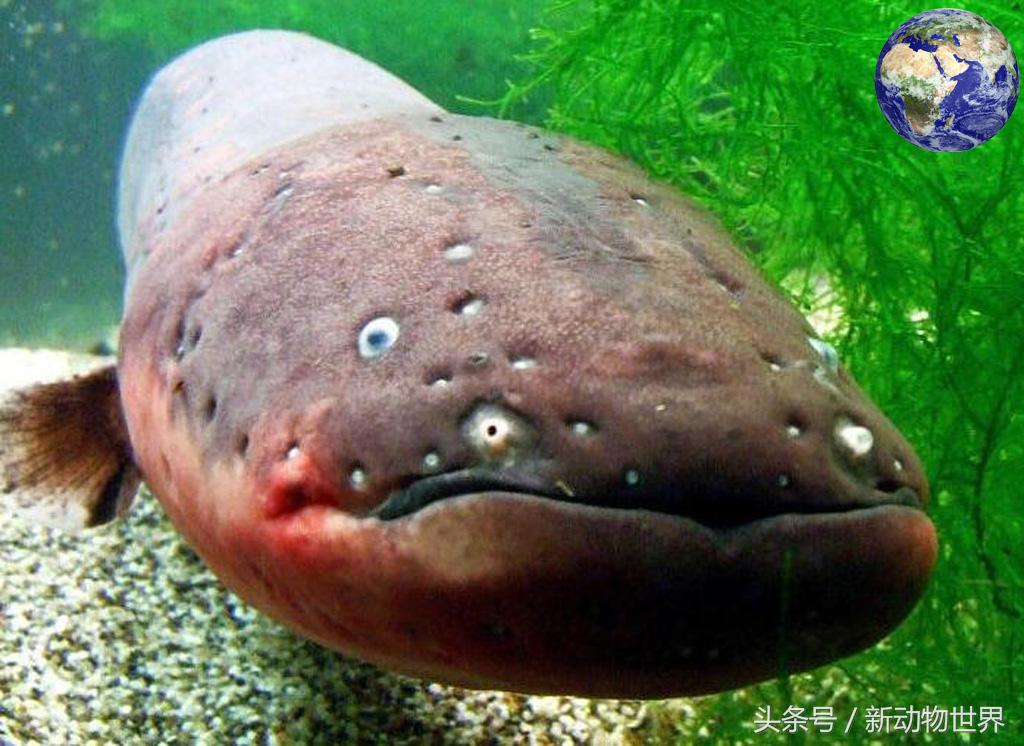 电鳗为什么不会电死,电鳗为什么不会被自己电死