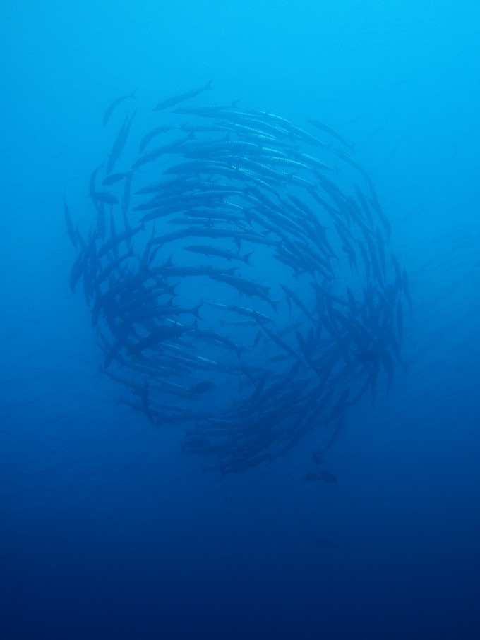 没水母湖的帕劳,帕劳水母湖怎么去