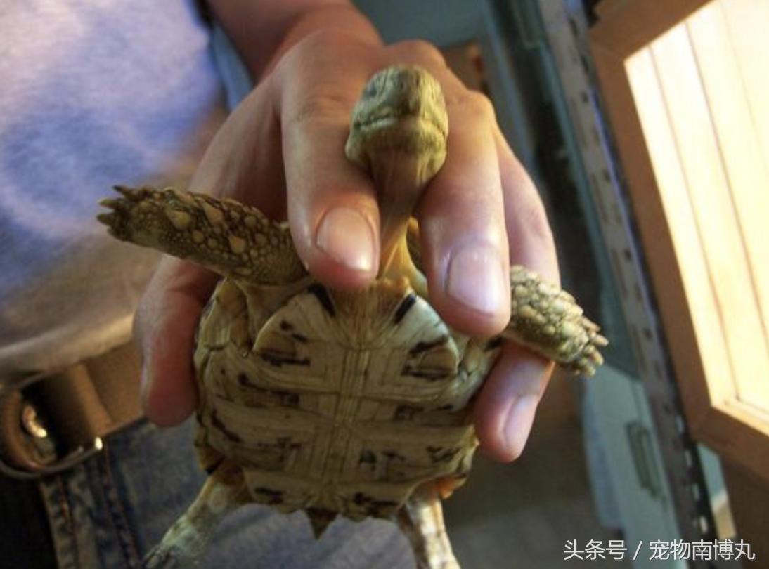 如何剪去陆龟的增生喙,陆龟嘴唇增生怎么修