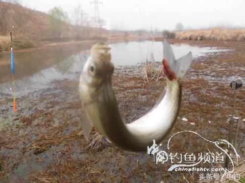 天气变化时鱼怎么不好钓,天气忽冷忽热鱼会怎么样
