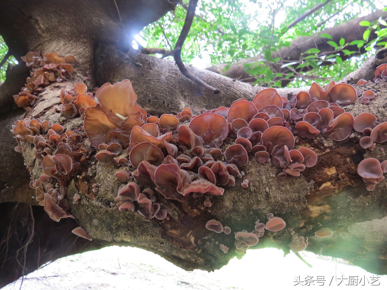 人老了长老年斑跟白斑,人老了长老年斑是什么原因