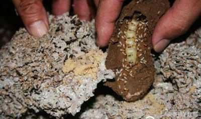 老大爷家里的“闹鬼凶手”，藏在墙壁里四十年，身材肥大