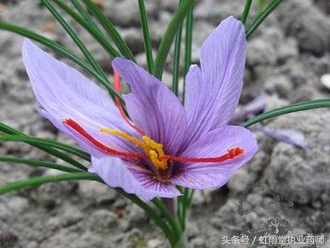 益母草白花和红花区别,红花和西红花的区别