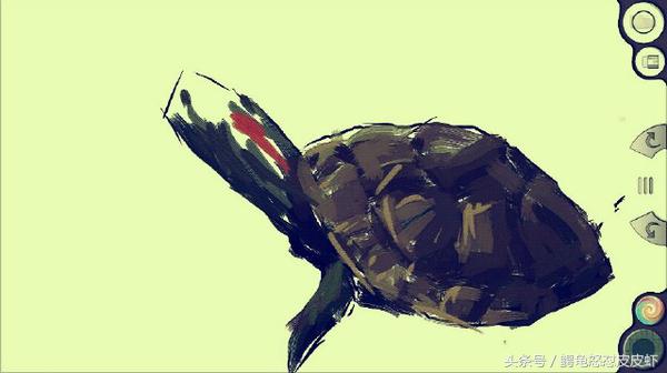 各种宠物龟饲养方法大全,宠物龟超容易养活饲养指南多图