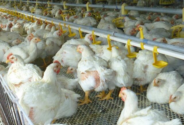 鸡生病喂了药,鸡生病不吃药自己可以好吗