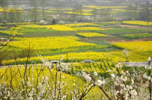 成都周边踏青二日游自驾游,春节成都看花好玩的地方推荐