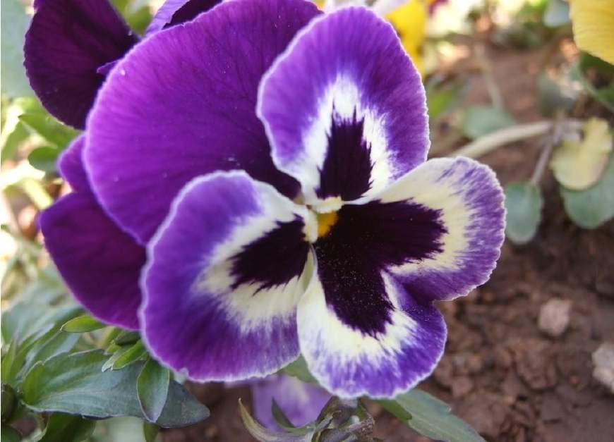 三色堇庭院图片,三色堇可食用盆栽