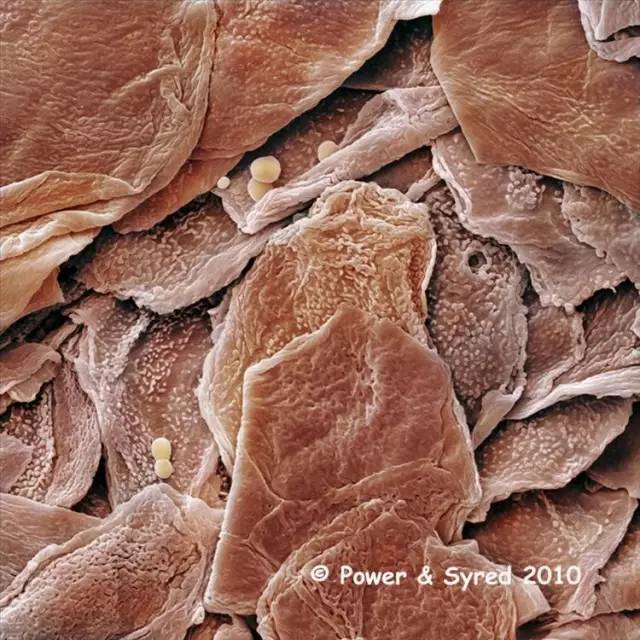 原来这么多年的面膜竟然白敷了,为什么你的面膜都白敷了