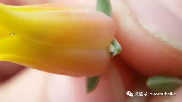 小心！这些坏蛋会吃多肉哦！