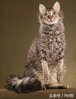 世界名猫品种大全图片及名字介绍,世界名猫品种及价格表