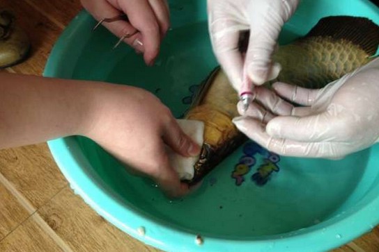 龙鱼腹鳍恢复过程,龙鱼拔鳞手术需要注意什么