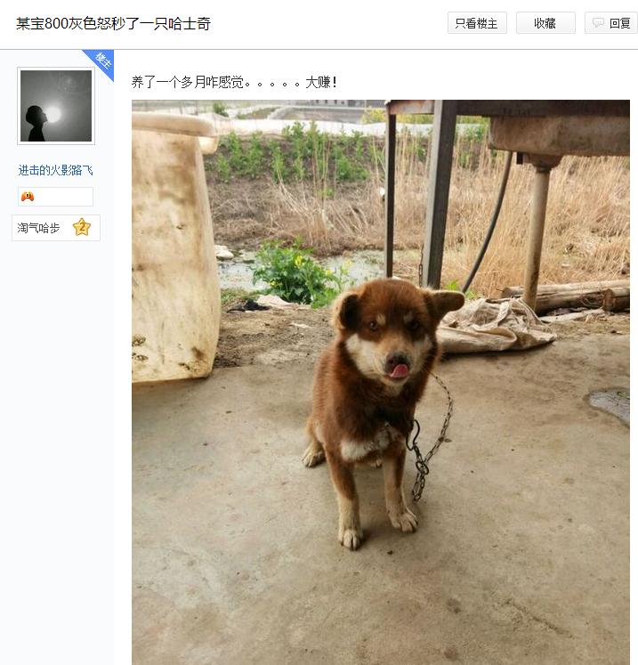 萌宠主自称八百元捡了只比赛的哈士奇，某网友：你赚了，纯种二哈