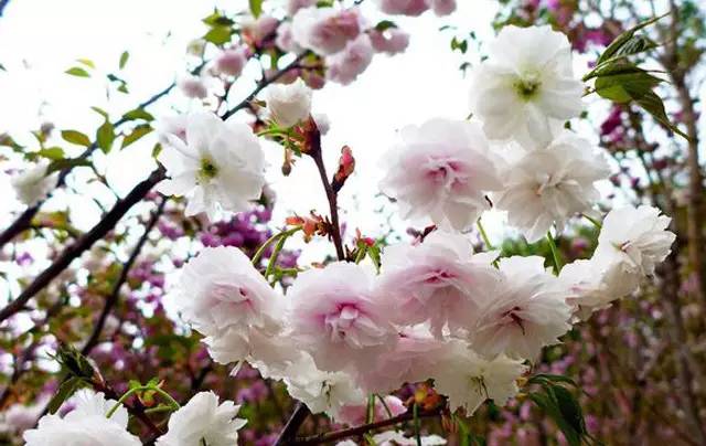 说走就走的踏青,说走就走的看花之旅