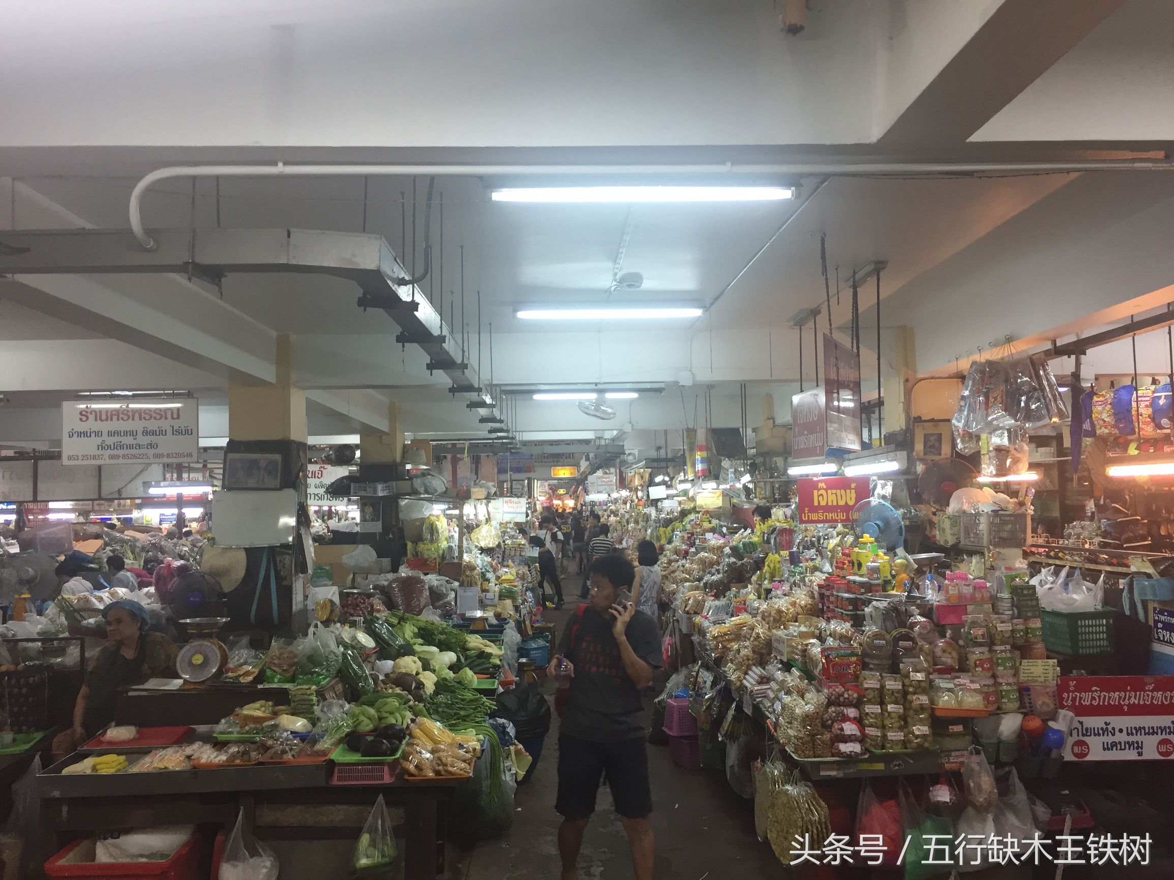 铁树哪里可以买,铁树哪里有卖