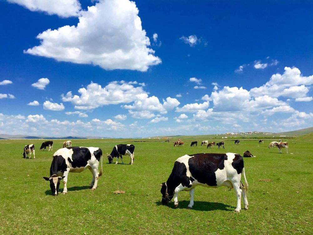 涮羊肉的鼻祖竟然是忽必烈，尔后他又发明了冰激凌