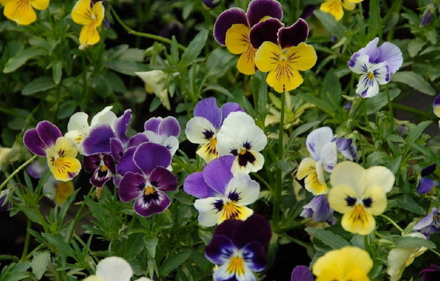 三色堇庭院图片,三色堇可食用盆栽