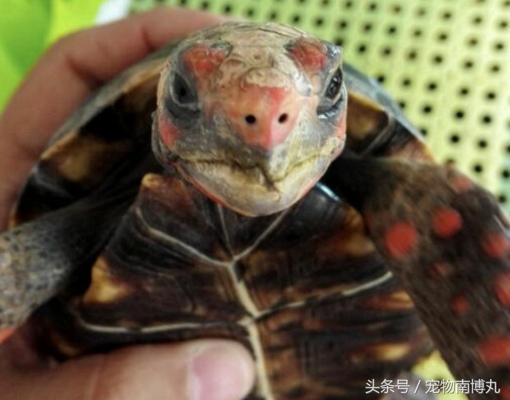 如何剪去陆龟的增生喙,陆龟嘴唇增生怎么修