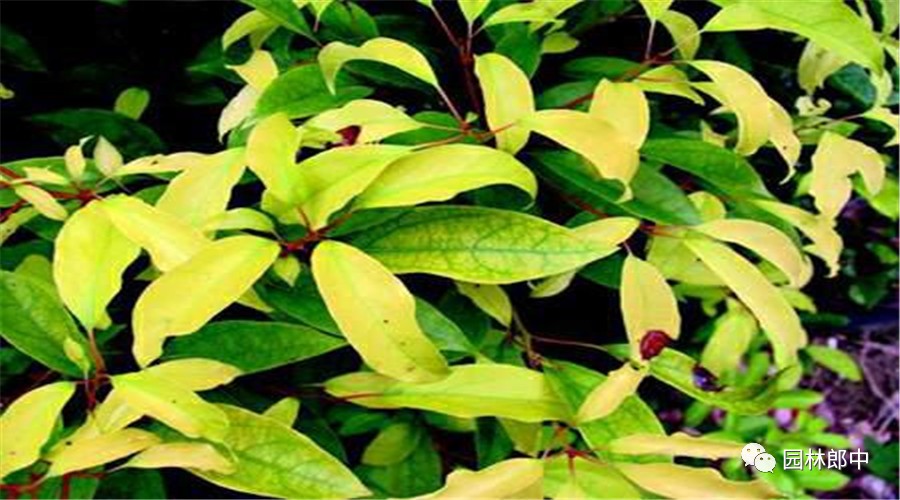 香樟黄化治疗方法,香樟树苗黄化病可以喷啤酒吗