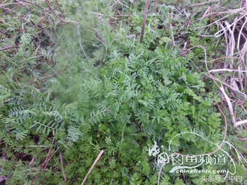 天气变化时鱼怎么不好钓,天气忽冷忽热鱼会怎么样