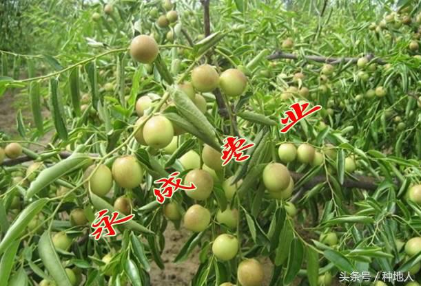 最甜枣树品种子弹头枣,什么枣树品种好吃又甜又大