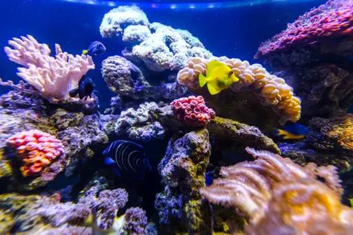 杭州极地海洋游玩图,杭州极地海洋世界旅游攻略