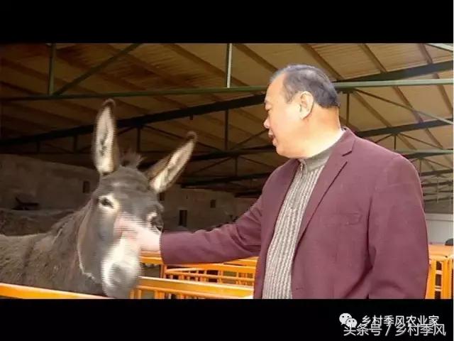 养驴场大规模养驴,年入百万不是能力而是选择