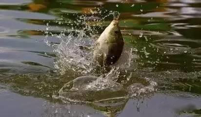 新手钓鱼人必学全套绑线方法,怎么绑一个完整的钓线