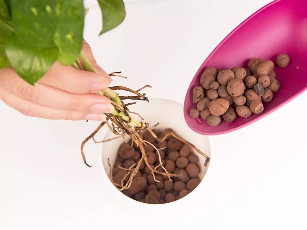 土培绿萝转水培后烂根,土培转水培的绿萝正确方法