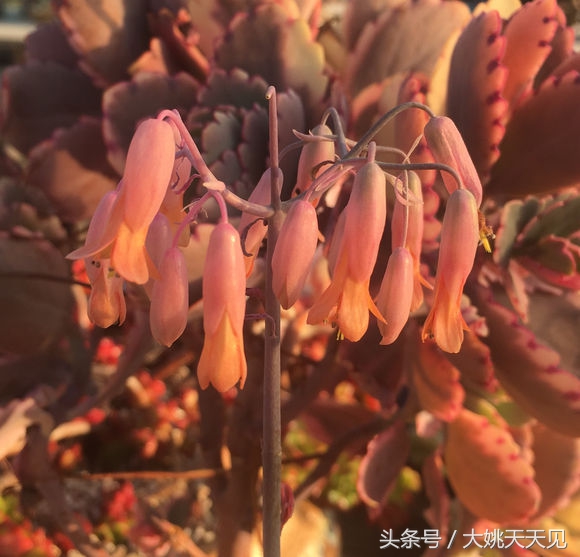 多肉百科之玉吊钟：一个从叶边发芽的多肉