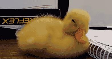 男女主人正在卿卿我我，狗狗一个嘴下来，又是一个措手不及