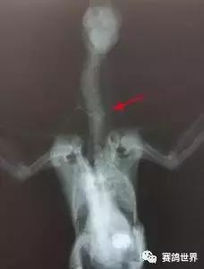 一只断颈鸽子受到爱和呵护~暖哭了