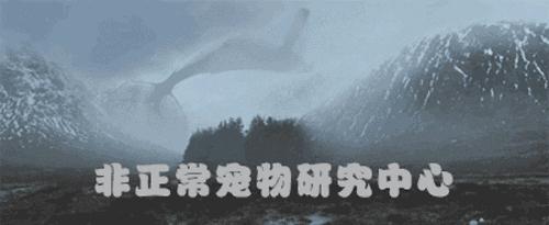 只有养鼠才知道的恶趣味,只有养狗狗的才知道萌宠的乐趣