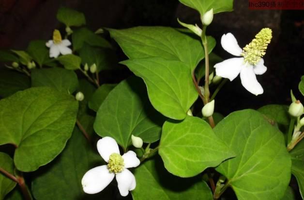 广东婆婆煲广东靓汤,外来媳妇本地郎煲汤