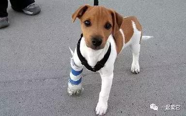 养宠经验分享狗狗伤口化脓怎么办,狗狗中毒急救